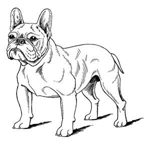 FCI-Standard Nr. 101 - Franzsische Bulldogge