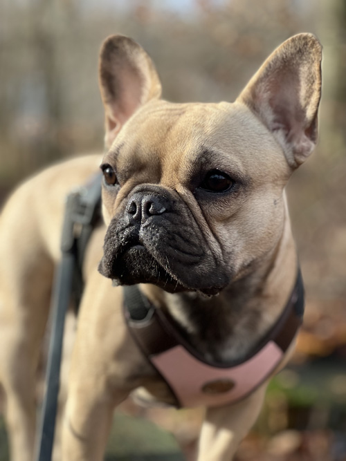 Deutscher Champion VDH - Allabus Doris