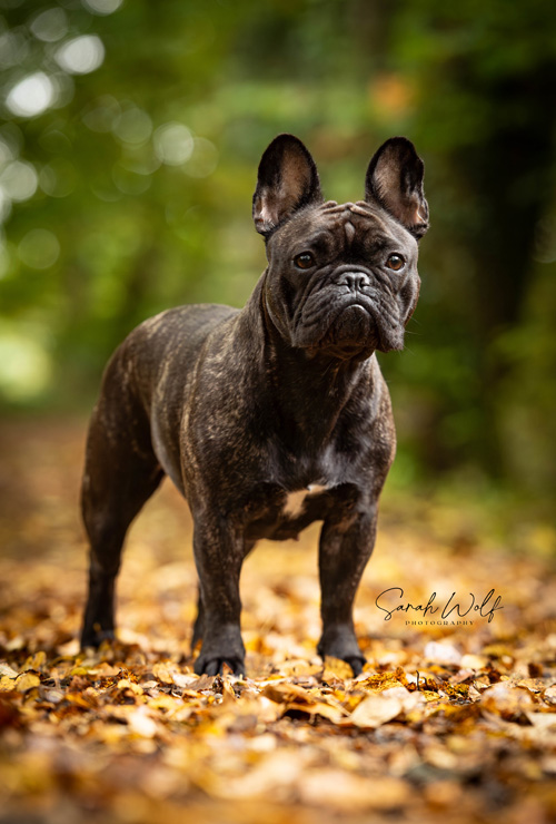 Deutscher Jugend-Champion IKFB + VDH - Deutscher Champion VDH - Brave Phoebe in Honor of Lancelot